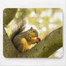 Suche nach tierische mousepads Eichhörnchen