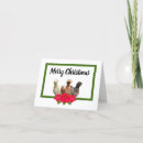 Suche nach chook postkarten Hühner