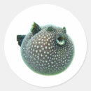Suche nach blowfish Kugelfisch