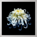 Suche nach flowers poster Bouquet