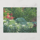 Suche nach kohl postkarten Grün