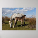 Suche nach horse poster Equestrian