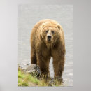 Suche nach kodiak poster Braun