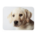 Suche nach goldenes labrador magnete Haustier