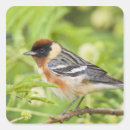 Suche nach migration aufkleber Vogelvogel