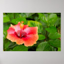 Suche nach theodor poster Blume