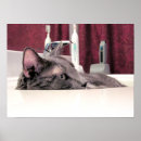 Suche nach waschbecken poster Katze