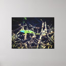 Suche nach eidechse poster leinwandbilder Foto