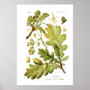 Suche nach vintage eiche poster Baum