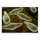 Suche nach protozoen postkarten Euglenophyta