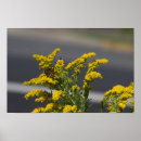Suche nach gelber schmetterling poster Für alle