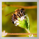 Suche nach makro poster Grün