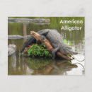 Suche nach amerikanischer alligator postkarten Reptil