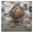 Suche nach wandern fliesen Tierwelt