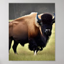 Suche nach bison poster Wild lebende tiere
