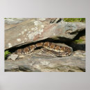 Suche nach klapperschlange poster Foto