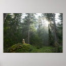Suche nach kiefern poster Wald