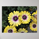 Suche nach osteospermum poster Gänseblümchen