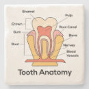 Suche nach zähne untersetzer Jede person