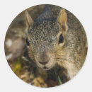 Suche nach braunes eichhörnchen aufkleber Für alle