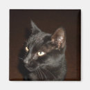 Suche nach cat magnete Fotografie