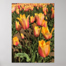 Suche nach rosa tulpen poster Gelb