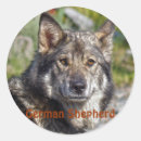 Suche nach germanen aufkleber Schäfer