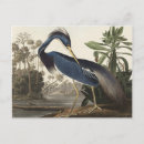 Suche nach amerikanischer vogel postkarten John james audubon