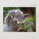Suche nach koala foto postkarten Baum