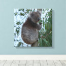 Suche nach koala leinwandbilder Tragen