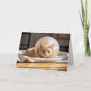 Suche nach kranke katze karten Für alle