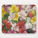 Suche nach amaryllis mousepads Fotografie
