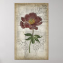 Suche nach cartouche poster Blüten