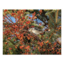 Suche nach spottdrossel poster Tierwelt