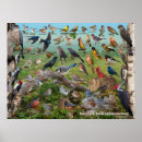 Suche nach amsel poster Vögel