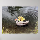 Suche nach baby enten poster Entenfotografie