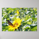 Suche nach monarchfalter poster Blume