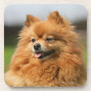 Suche nach loulou untersetzer Foto