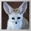 Suche nach fennec poster Füchse