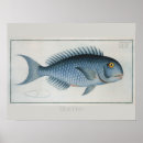 Suche nach vintage fische poster Retro