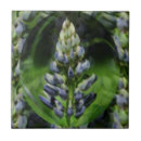 Suche nach lupine fliesen Lila