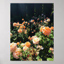 Suche nach pfirsich rose poster Natur