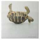 Suche nach reptilien fliesen Kaltblütig