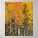 Suche nach wald im herbst poster Fall