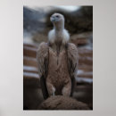 Suche nach vulture poster Federn