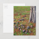 Suche nach baum wurzeln postkarten Natur