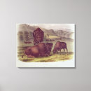 Suche nach amerikanischer bison leinwandbilder Einheimisch