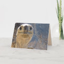 Suche nach tortoise karten Foto