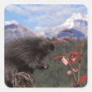 Suche nach fressen aufkleber Fauna