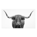 Suche nach kuh foto poster Stier